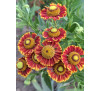 Геленіум осінній ( Helenium autumnale)